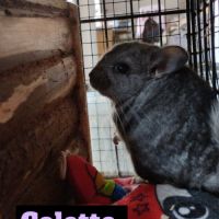 Bébé chinchilla #5