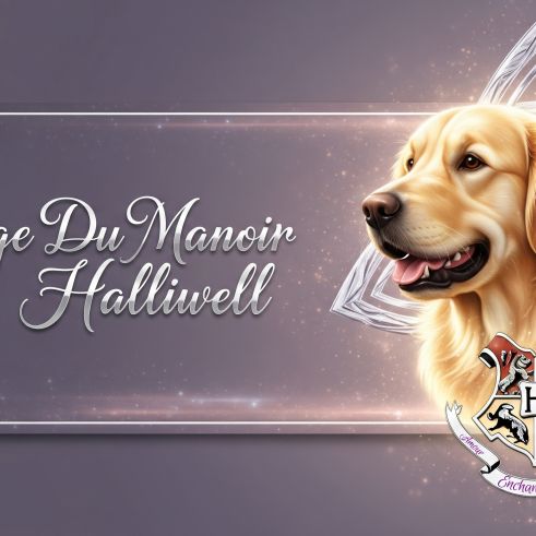 Chiot golden retriever lof #1