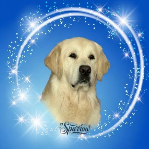 Chiot golden retriever lof #2