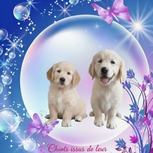 Chiot golden retriever lof #3