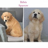 Chiot golden retriever lof #1