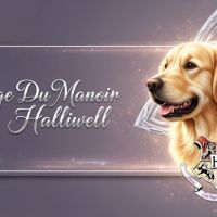 Chiot golden retriever lof #1