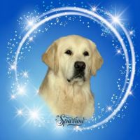 Chiot golden retriever lof #2