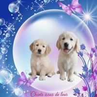 Chiot golden retriever lof #3