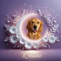 Chiot golden retriever lof