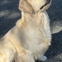 Chiot golden retriever lof #3