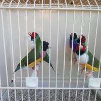 Diamant de gould disponibles #1