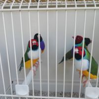 Diamant de gould disponibles