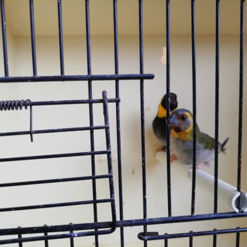 Petit chanteur de cuba