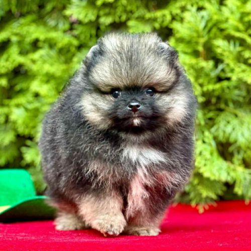 Magnifique pomeranien pure race et robe rare #0