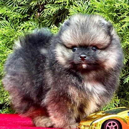 Magnifique pomeranien pure race et robe rare #4