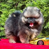 Magnifique pomeranien pure race et robe rare #1