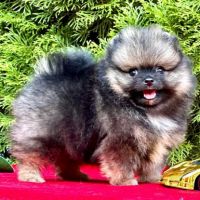 Magnifique pomeranien pure race et robe rare #3