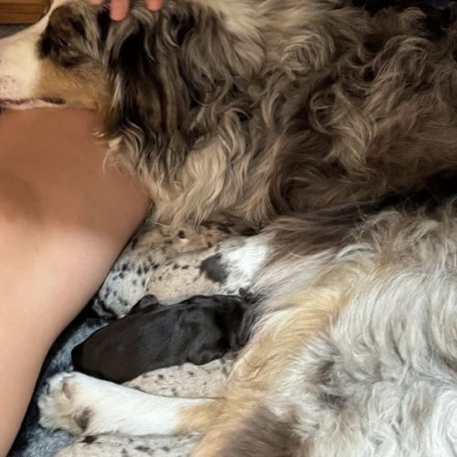 Chiot berger américain miniature lof #0