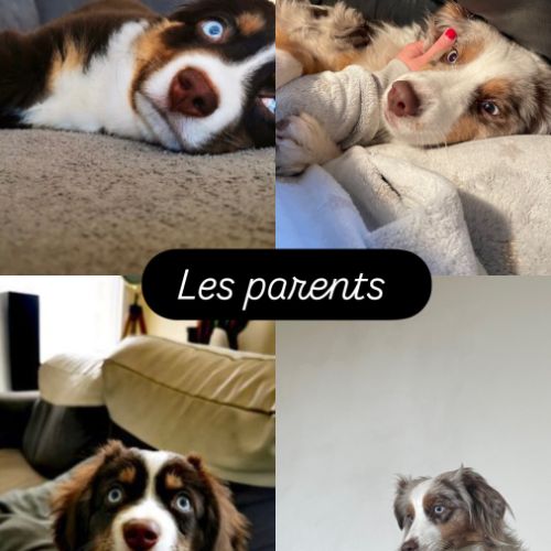 Chiot berger américain miniature lof #2