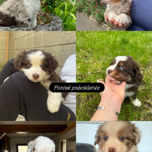 Chiot berger américain miniature lof #3