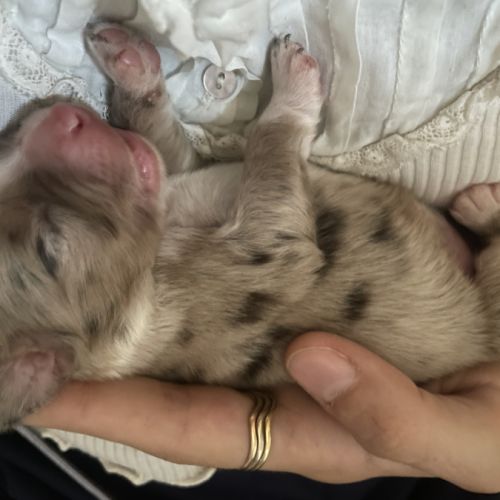 Chiot berger américain miniature lof #4