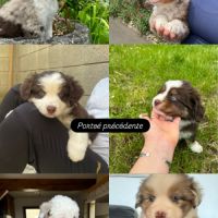 Chiot berger américain miniature lof #3