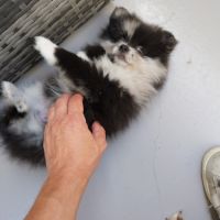 Spitz/pomeranian #3