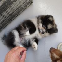 Spitz/pomeranian #4