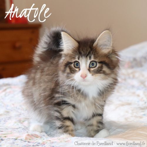Magnifique chaton norvégien mâle loof #2
