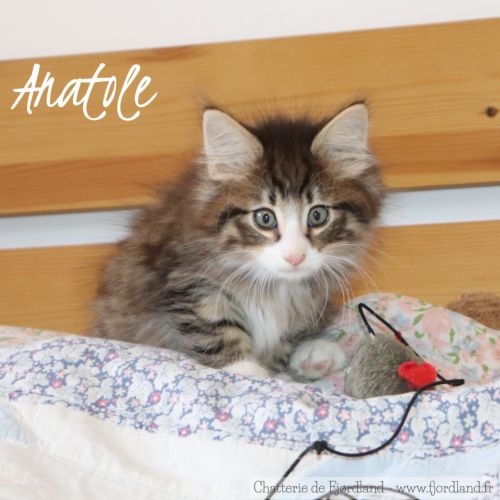 Magnifique chaton norvégien mâle loof #5