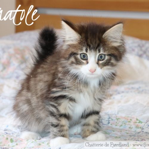 Magnifique chaton norvégien mâle loof #7