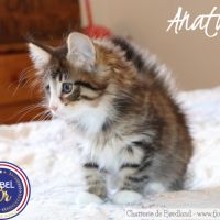 Magnifique chaton norvégien mâle loof