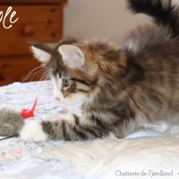 Magnifique chaton norvégien mâle loof #3