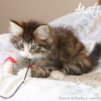 Magnifique chaton norvégien mâle loof #4