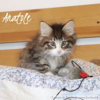 Magnifique chaton norvégien mâle loof #5