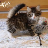 Magnifique chaton norvégien mâle loof #6