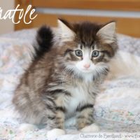 Magnifique chaton norvégien mâle loof #7