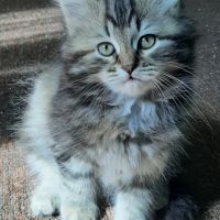Chatons siberiens loof