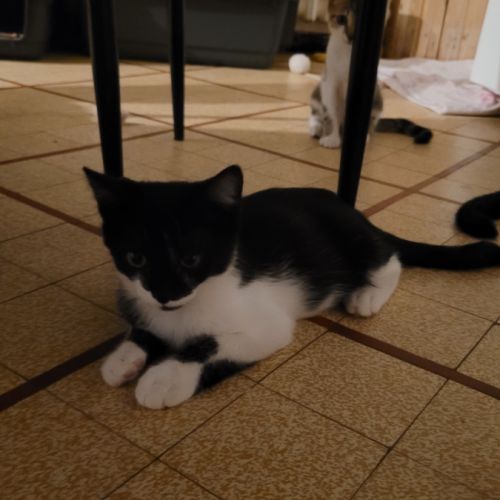 Badcat à l’adoption,