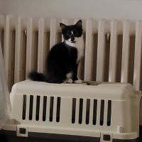 Pompon à l’adoption,