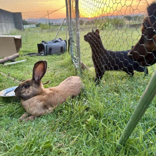 Rookie à l’adoption #3