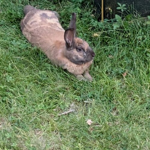 Rookie à l’adoption #0