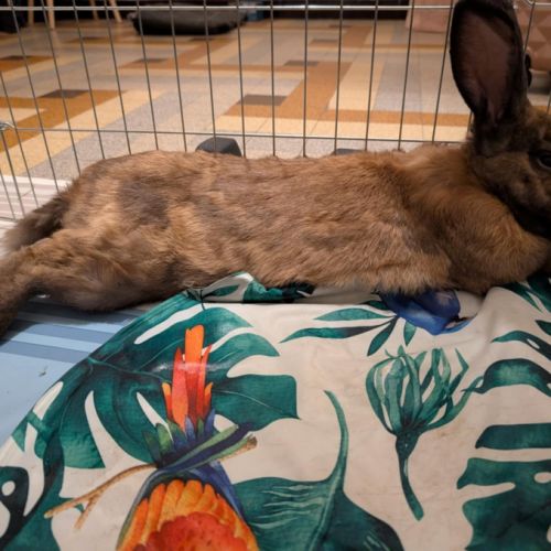 Rookie à l’adoption #5