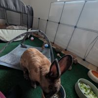 Rookie à l’adoption #1