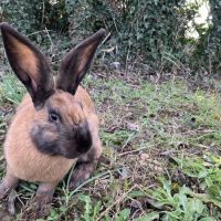 Rookie à l’adoption #2