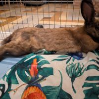 Rookie à l’adoption #5