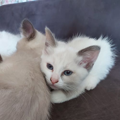 Sacré de birmanie #3