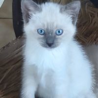 Sacré de birmanie #0