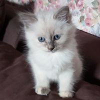 Sacré de birmanie #2