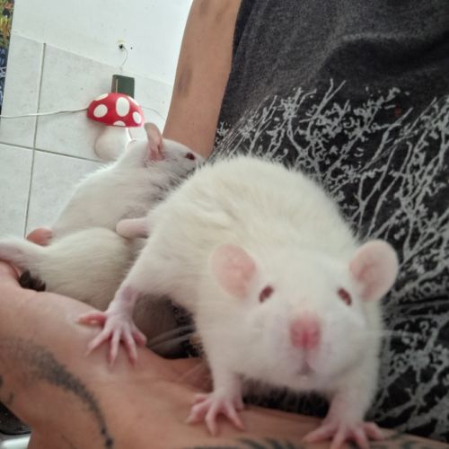 Ratons mâles à l'adoption, #1