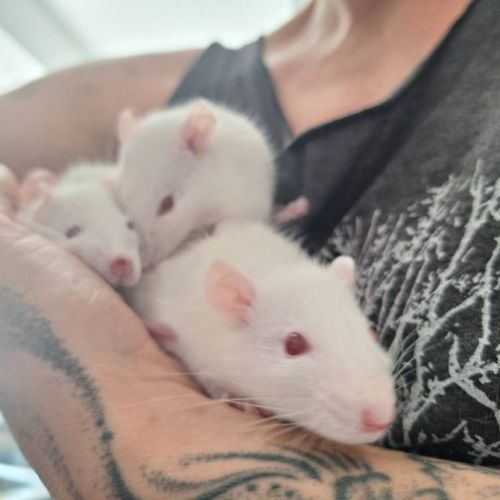 Ratons mâles à l'adoption, #2