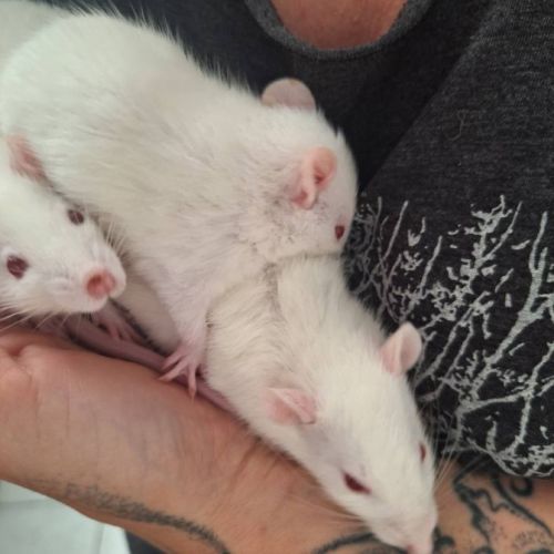 Ratons mâles à l'adoption, #3