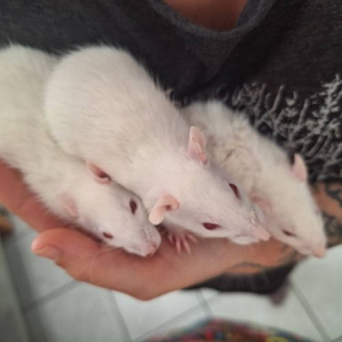 Ratons mâles à l'adoption,