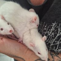 Ratons mâles à l'adoption, #3